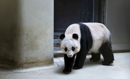 Dunyadagı en jası ulken panda  36 jasta (foto)